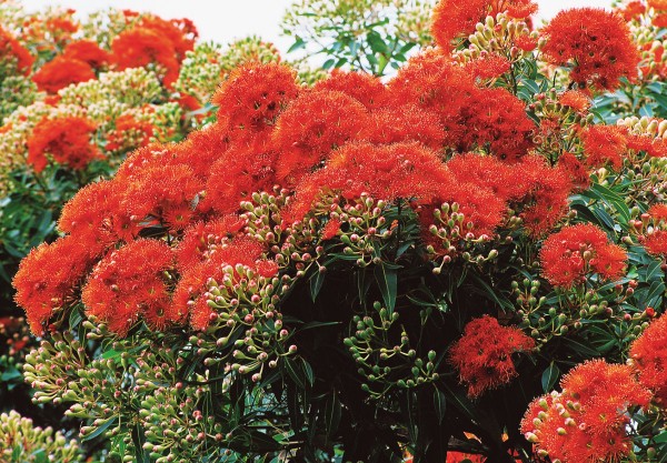 Eucalypts belong to the same family (Myrtaceae) as tea tree and pohutukawa, an affinity evident in the fruit and flowers. There are no petals, but spiky, sometimes colourful, stamens—yellow in the illyarrie (bottom), red or orange in the flowering gum (top)—emerge from buds, which are scarlet capped in illyarrie. After fertilisation, usually by bees seeking the sweet-smelling nectar, the stamens fall off and the fruit swells to become a woody capsule, sometimes called a gum nut, which eventually releases small hard seeds once the flat top splits open.