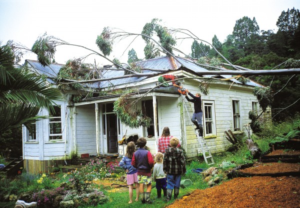 Some householders are leery of gums because they are prone to lose branches in storms, as the Smith family of Tapuhi, in Northland, learned to their cost.