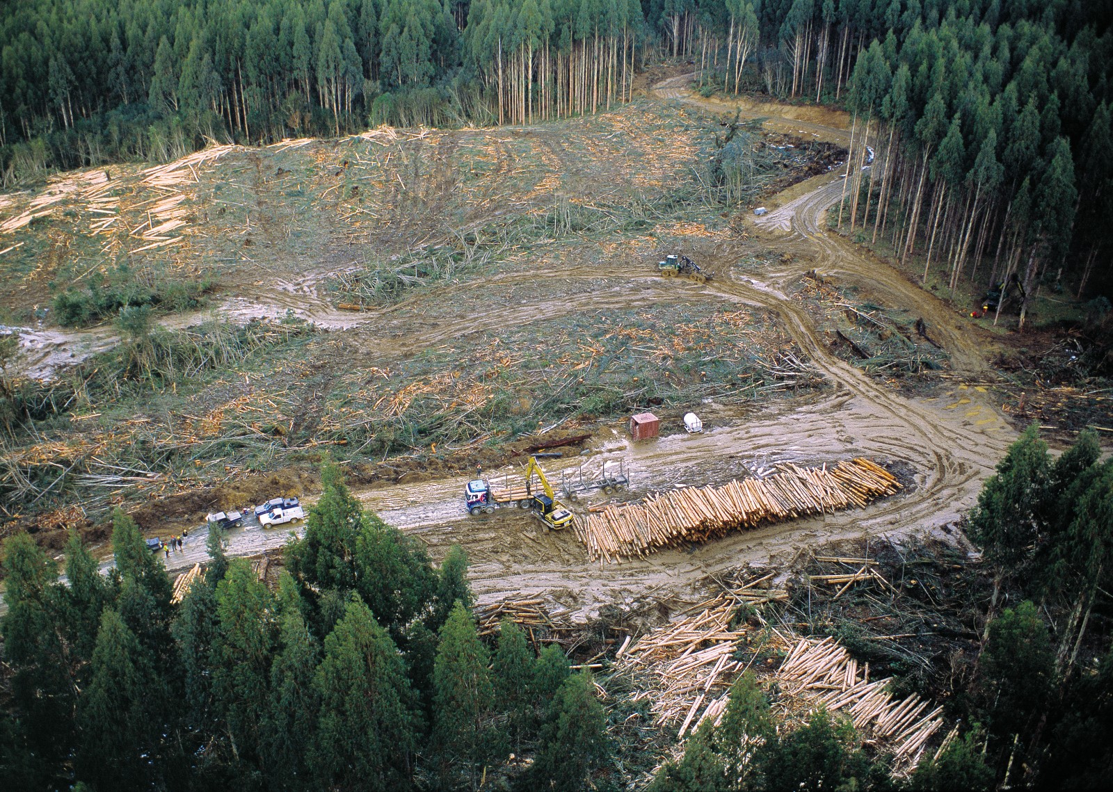 At Happy Valley, in western Southland, 22-year-old alpine ash (E. delegatensis) is mechanically harvested for chipping. The harvester grabs a tree, severs it, rotates it parallel to the ground, then grinds its way along the trunk, removing bark and small branches before cutting it into lengths. 