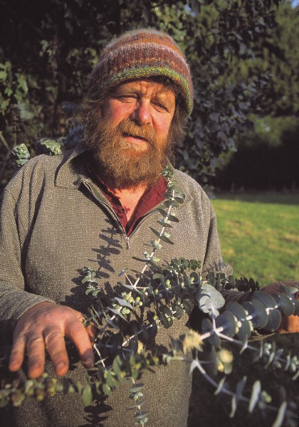 Graham Milligan, of Dipton, in Southland, sells seed and seedlings from some 100 species of eucalypt, but has a special interest in those that produce the ornamental foliage sought by florists, such as the silver-leafed mountain gum he is holding (E. pulverulenta var. Baby Blue).