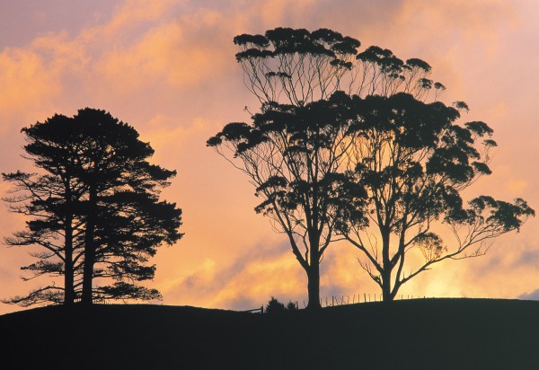 Both pines and eucalypts were once candidates for filling New Zealand’s wood gap. Today, Pinus radiata constitutes 91 per cent of our forestry estate and eucalypts a mere 2 per cent, most of that destined for pulp. Given the qualities of the timber, should we look again at the place of the great Australian tree in our forests?