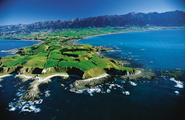 58_Kaikoura_body05 The gentle terrain about Kaikoura belies the steep seabed canyon of the same name that plunges to 1000 m just off Goose Bay. This 60 km-long undersea valley—an unusual feature so close to land—is partly responsible for the area’s marine riches, and annually ferries several million tonnes of debris from South Island mountains into the Hikurangi Trough, which winds its way northward for some 2000 km.