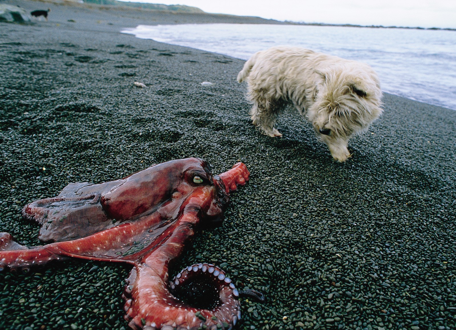 With deep, species-rich seas close inshore, beachcombers can expect the unexpected—such as this octopus. Its grander relative, the giant squid, a component of the sperm whale’s diet, is thought to frequent the deeper waters of the Kaikoura Canyon, but attempts to use the whales as beagles to lead researchers to the squid have so far proved unsuccessful.