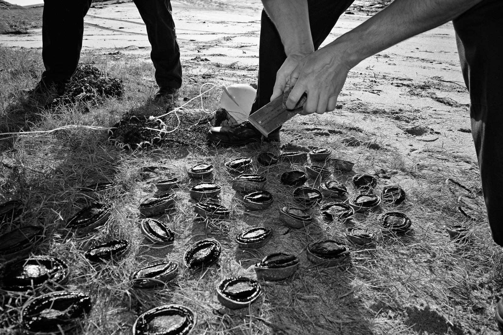 Paua are laid out in neat rows, then counted, measured and documented—working quickly so they don’t dry out and die. Undersized or illegally taken paua are returned to reef areas, officers taking care to place them back on the rock foot- down so they will be protected from predators.