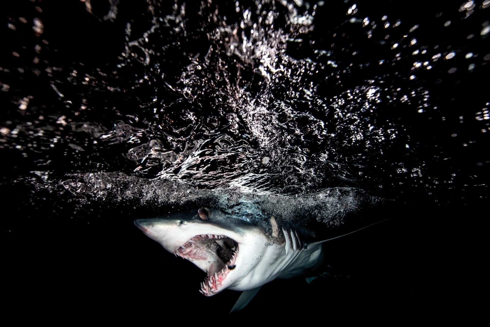 Like many sharks, the mako is an ambush predator, often lurking near the surface and approaching its prey from behind the light. In shooting this feature photographer Richard Robinson would often see a shark on one side, only to have it disappear from view and appear seconds later on his blind side.