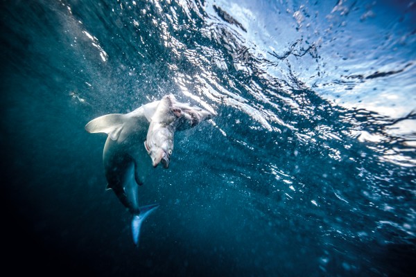 Mako commonly bite off the tail of their prey to disable it--here a kahawai is taken in front of the camera--then return to consume the rest. They themselves have few predators other than humans, but this pressure is easing as tuna fishing effort in New Zealand waters declines. As a result, our mako population is thought to now be stable or increasing.