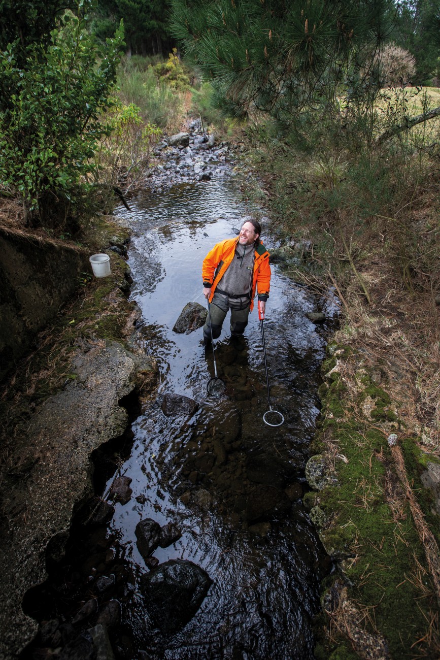DOC field ranger Daniel Jack uses an electric fishing machine to survey an Otago stream for galaxiids. Tiny native fish can thrive only in the absence of trout and salmon, and as these are capable of leaping up high waterfalls, that leaves only inaccessible reaches of river catchments or places where manmade obstructions such as weirs have halted the predators’ progress.