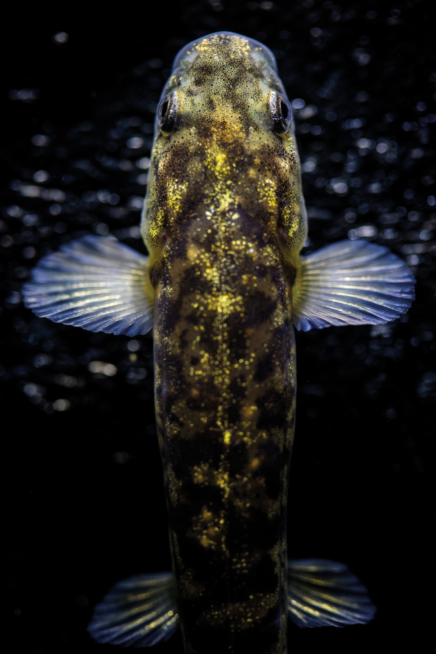 The markings of a Dusky galaxiid serve as camouflage against predators, with their dappled hues dramatically darkening or lightening to match their surroundings. Duskys were only described in 1997, part of a group of at least ten non-migratory Otago fish previously regarded as a single species.