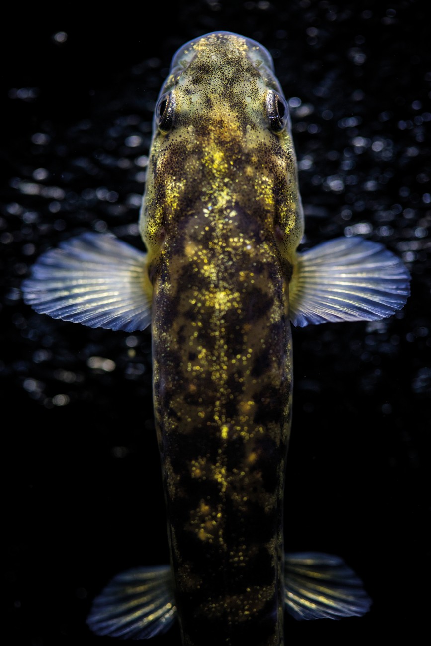 The markings of a Dusky galaxiid serve as camouflage against predators, with their dappled hues dramatically darkening or lightening to match their surroundings. Duskys were only described in 1997, part of a group of at least ten non-migratory Otago fish previously regarded as a single species. 