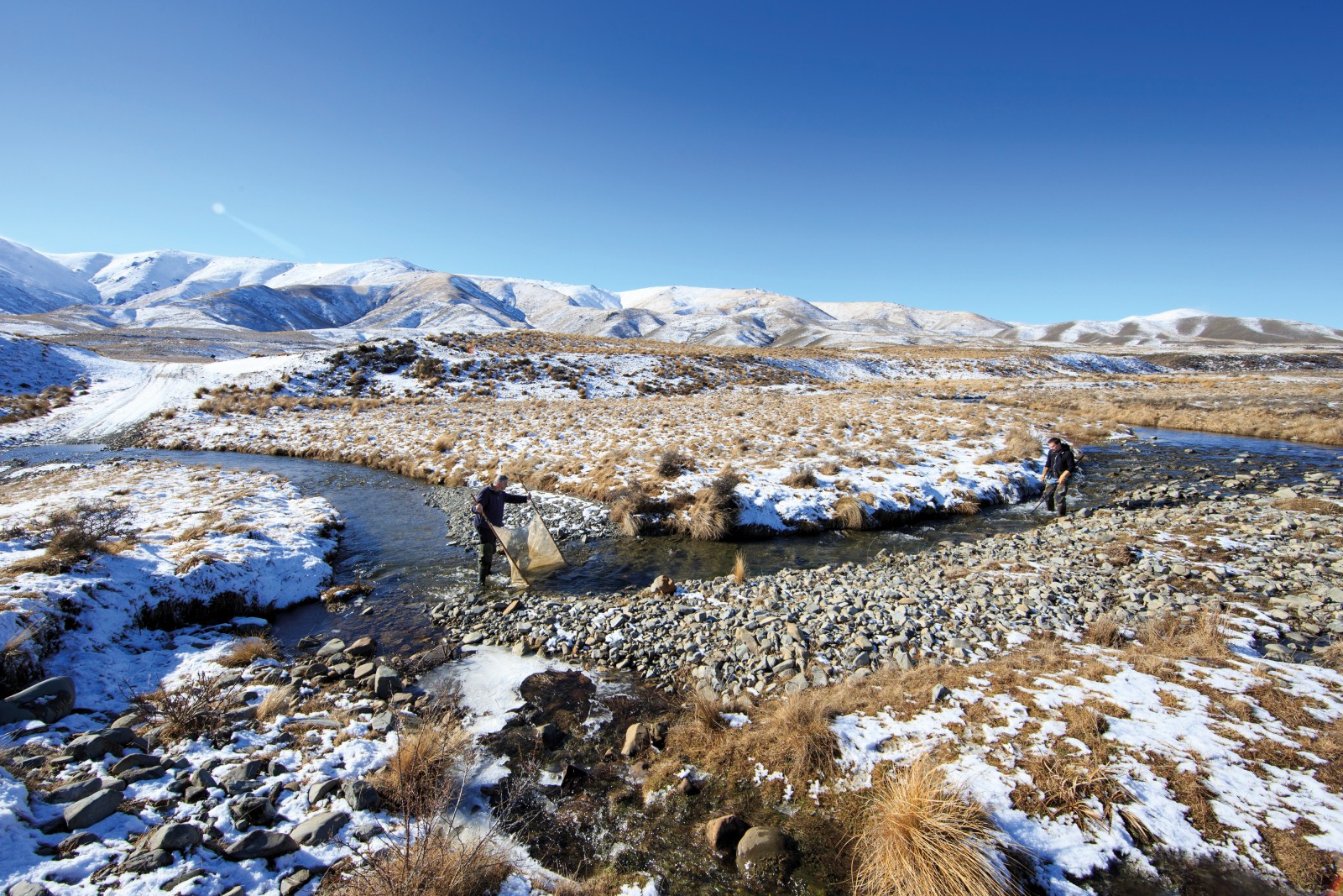 TURBULENT PAST Photographer Richard Robinson and I meet Dave Craw and Jon Waters on the banks of a cold upland stream on a blue-sky Central Otago day. The wind is taking the snow off the tops, making the mountains appear to smoulder. At first glance they’re an unlikely team—Craw a seasoned mineral geologist, Waters a researcher at the helm of some of the most exciting genetic work being done in New Zealand. But theirs is a highly successful collaboration, an elegant example of multi-disciplinary science in action. Movement along the Alpine Fault has caused the rock basement here to buckle and fold, creating a cross-hatch of hills. As the ranges have been thrust up, water has had to find new routes through the landscape. The stream we are standing in has been ‘captured’. Craw shows me where a low hill has blocked its path and how the stream has subsequently cut a new channel to join up with another river to the west. Where a stream has been split in this way, the genetics of the fish on either side have also flowed apart, eventually resulting in two species. By analysing the genetics of neighbouring populations, Waters is able to calibrate the rate of genetic divergence and match it with Craw’s geological evidence to build up a detailed picture of how this landscape has changed over time—biology and geology interacting to arrive at a greater understanding of the processes that have shaped this country. “We’ve got it pretty well sorted now,” Craw tells me. “When Jon’s got a fish problem, he comes to me and I try to come up with a plausible story, and vice versa.” As we clamber up the jumbled riverbed, Craw picks up a stone of richly patterned greywacke conglomerate. He turns it over to examine the communities of insect larvae living on the bottom, but it’s the rock itself that interests him most; it was a key piece of evidence in his and Waters’ most recent publication. That research compared the genetics of a species found in the Taieri River, Galaxias depressiceps, with a closely related ‘sister species’, the Teviot flathead galaxiid, found in a single tributary of the Clutha. The geography of the area and the very recent genetic divergence between the two species suggested an upheaval in which the Taieri had captured a tributary of the Clutha called the Kyeburn. But it took a piece of geological evidence to confirm the hypothesis: a single fragment of alien rock. “This was the smoking gun,” Waters tells me, turning the chunk of conglomerate over in his hands. The rock has its origins in the greywacke-dominated Hawkdun Range high above us. But Craw and Waters found a small clast way over in the headwaters of the Clutha’s Teviot River tributary, deep in schist country, proof that the Kyeburn once flowed there. The rise of the Lammermoor and Rock and Pillar Ranges around 270,000 years ago turned the Kyeburn back on itself, sending it into the Taieri and splitting its fish population in two. This genetic and geological reshuffling has been repeated around the country. Today, the distribution of non-migratory galaxiid species is a tangled, complex picture that is only just coming into focus. “What’s exciting about it is that it’s a science of exploration,” says Waters. “You never know what you’re going to find. There are probably still undiscovered species.”