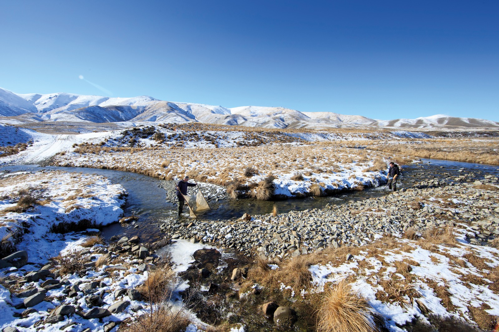 TURBULENT PAST Photographer Richard Robinson and I meet Dave Craw and Jon Waters on the banks of a cold upland stream on a blue-sky Central Otago day. The wind is taking the snow off the tops, making the mountains appear to smoulder. At first glance they’re an unlikely team—Craw a seasoned mineral geologist, Waters a researcher at the helm of some of the most exciting genetic work being done in New Zealand. But theirs is a highly successful collaboration, an elegant example of multi-disciplinary science in action. Movement along the Alpine Fault has caused the rock basement here to buckle and fold, creating a cross-hatch of hills. As the ranges have been thrust up, water has had to find new routes through the landscape. The stream we are standing in has been ‘captured’. Craw shows me where a low hill has blocked its path and how the stream has subsequently cut a new channel to join up with another river to the west. Where a stream has been split in this way, the genetics of the fish on either side have also flowed apart, eventually resulting in two species. By analysing the genetics of neighbouring populations, Waters is able to calibrate the rate of genetic divergence and match it with Craw’s geological evidence to build up a detailed picture of how this landscape has changed over time—biology and geology interacting to arrive at a greater understanding of the processes that have shaped this country. “We’ve got it pretty well sorted now,” Craw tells me. “When Jon’s got a fish problem, he comes to me and I try to come up with a plausible story, and vice versa.” As we clamber up the jumbled riverbed, Craw picks up a stone of richly patterned greywacke conglomerate. He turns it over to examine the communities of insect larvae living on the bottom, but it’s the rock itself that interests him most; it was a key piece of evidence in his and Waters’ most recent publication. That research compared the genetics of a species found in the Taieri River, Galaxias depressiceps, with a closely related ‘sister species’, the Teviot flathead galaxiid, found in a single tributary of the Clutha. The geography of the area and the very recent genetic divergence between the two species suggested an upheaval in which the Taieri had captured a tributary of the Clutha called the Kyeburn. But it took a piece of geological evidence to confirm the hypothesis: a single fragment of alien rock. “This was the smoking gun,” Waters tells me, turning the chunk of conglomerate over in his hands. The rock has its origins in the greywacke-dominated Hawkdun Range high above us. But Craw and Waters found a small clast way over in the headwaters of the Clutha’s Teviot River tributary, deep in schist country, proof that the Kyeburn once flowed there. The rise of the Lammermoor and Rock and Pillar Ranges around 270,000 years ago turned the Kyeburn back on itself, sending it into the Taieri and splitting its fish population in two. This genetic and geological reshuffling has been repeated around the country. Today, the distribution of non-migratory galaxiid species is a tangled, complex picture that is only just coming into focus. “What’s exciting about it is that it’s a science of exploration,” says Waters. “You never know what you’re going to find. There are probably still undiscovered species.” 