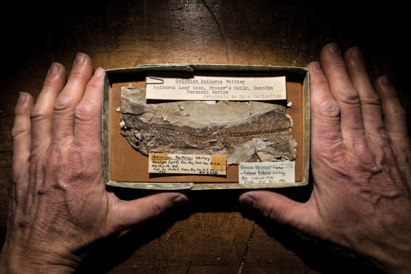 A technician strips milt (seminal fluid) from a giant kōkopu, a process that creates commercial prospects for an imperiled genus. Meanwhile its 10 million year-old brethren lies embedded in a tomb of Miocene deposits at the University of Otago’s geology department, evidence that Otago’s many non-migratory galaxiids were alive and well 23 million years ago.