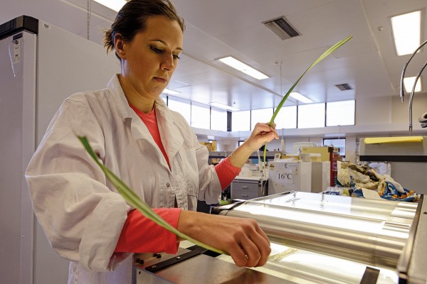 Amanda Taylor, left, measures the area of a nest epiphyte leaf (Astelia solandri) in order to determine the plant’s reproductive strategy and therefore its lifespan. 