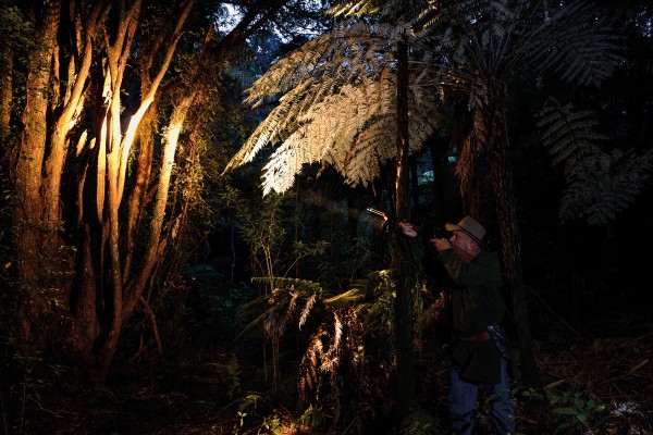 Right, former possum hunter Stefan Seitzer defends the bush-covered land he owns in Ngunguru, Northland, spotlighting a tōtara to check for possum activity.