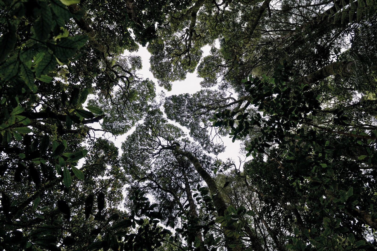 Trounson Kauri Park in Northland has been protected as a ‘mainland island’ since 1995, with intensive predator control taking place within its borders. These kauri are home to New Zealand’s only native land mammal, the long-tailed bat, or pekapeka. Kauri dieback, which has also been found in the park, poses a more complicated threat. Biosecurity New Zealand is preparing for the arrival of another plant pathogen, myrtle rust. It’s widespread in Australia, and has a devastating effect—it’s believed to be only a matter of time until it crosses the Tasman. Of New Zealand native species, rātā belong to the myrtle family, as do pōhutukawa, mānuka and kānuka. 