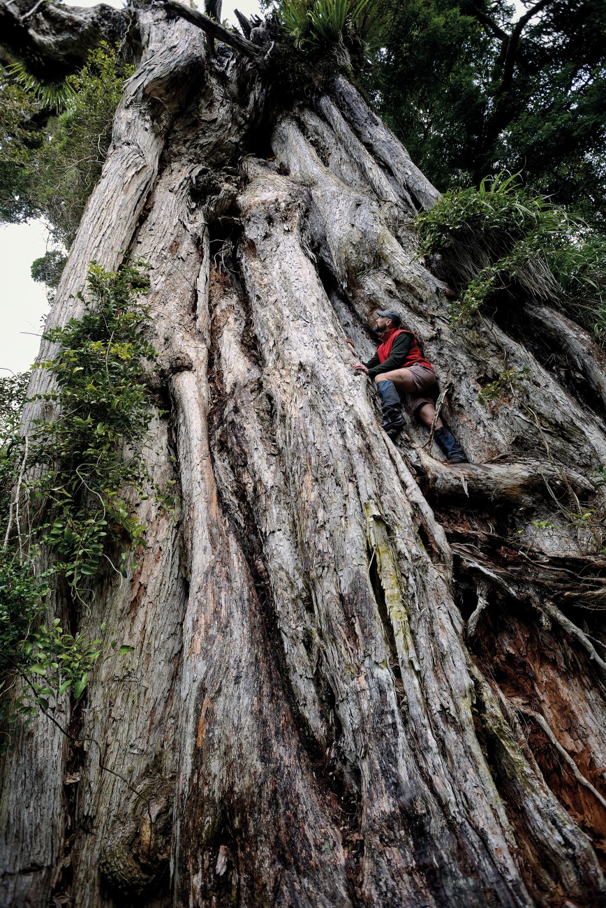 The 39-metre Karapoti rātā in Upper Hutt has stood for more than 1000 years, and holds the title of New Zealand’s largest rātā. While southern rātā grow from the ground up, northern rātā begin life as epiphytes, germinating amidst the branches of a mature tree. Over time, their roots grow down to reach the soil, forming a trunk of fused roots. Wellington filmmaker Paul Stanley Ward adds a sense of scale to the Karapoti rātā’s 15-metre girth. It’s “roughly the width of a couple of buses”, he says.