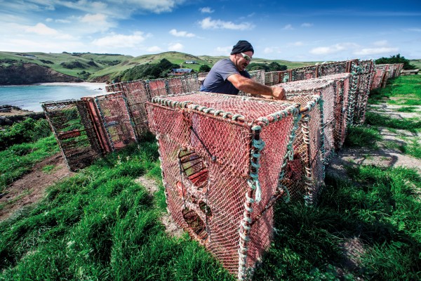  On Pitt Island, south-east of the main Chatham Island, fisherman Chip Lanauze repairs crayfish pots on the cliffs above Flower Pot Bay.