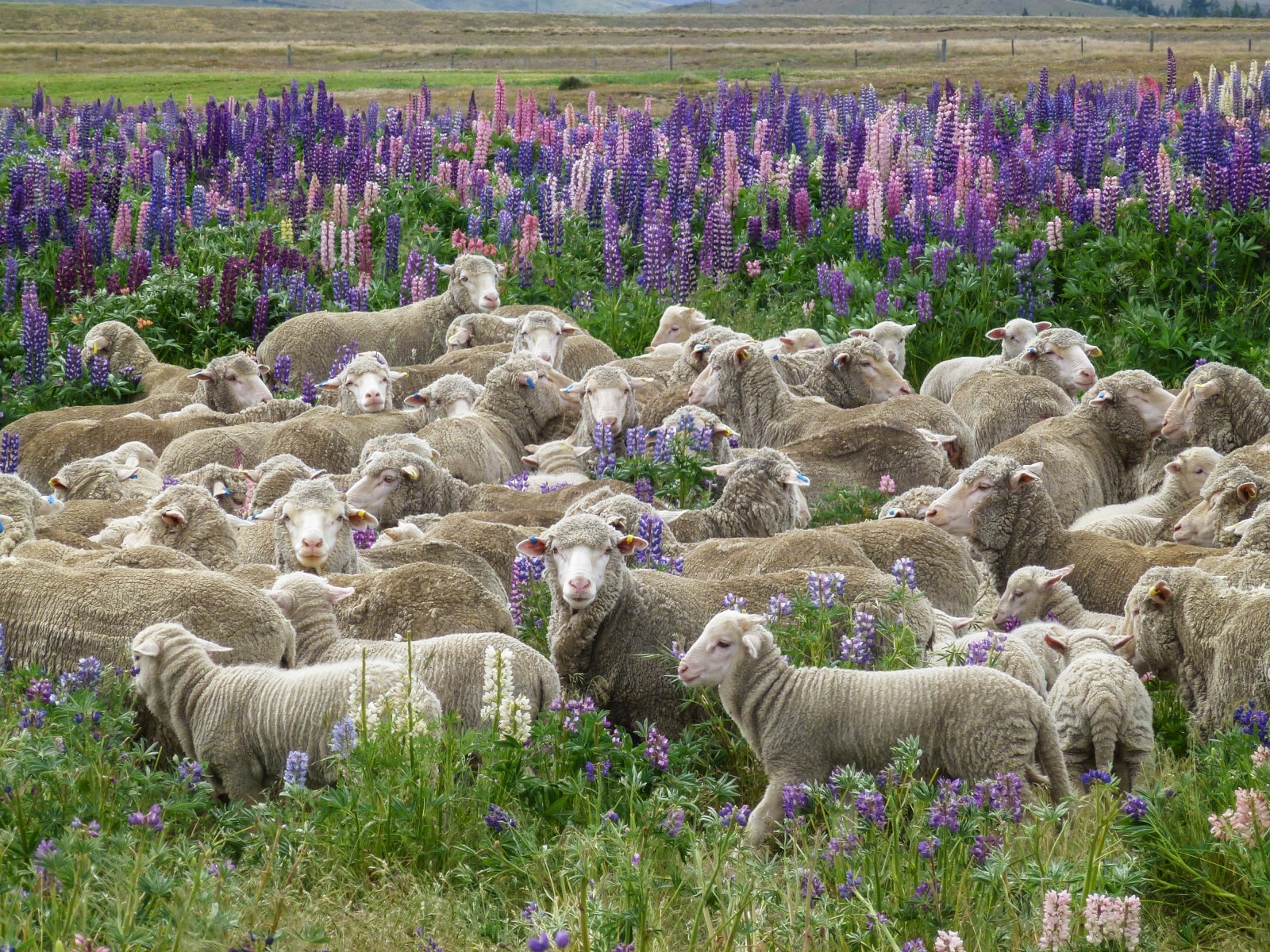 Merino sheep graze in a field of Russell lupins at Sawdon Station, near Tekapo. Lincoln University's Derrick Moot sees the crop as a saviour for high-country farmers. Able to survive lean soils and extreme heat and cold, the nitrogen-fixing lupin provides forage and even a little shelter for lambs, pictures here at nearby Glenmore Station.