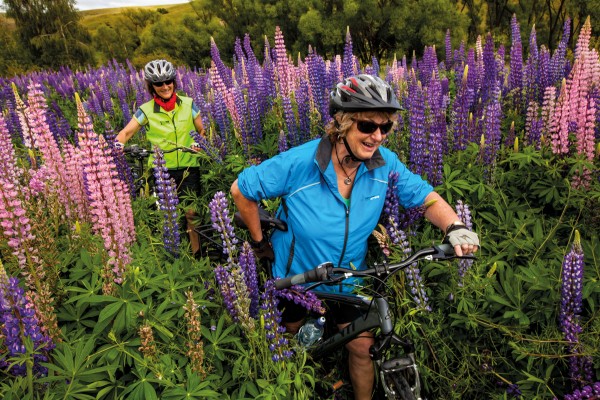 Cyclists push through lupins on the Alps to Ocean Cycle Trail in the Mackenzie Country, where the blooms have become as much of the landscape as tussock.