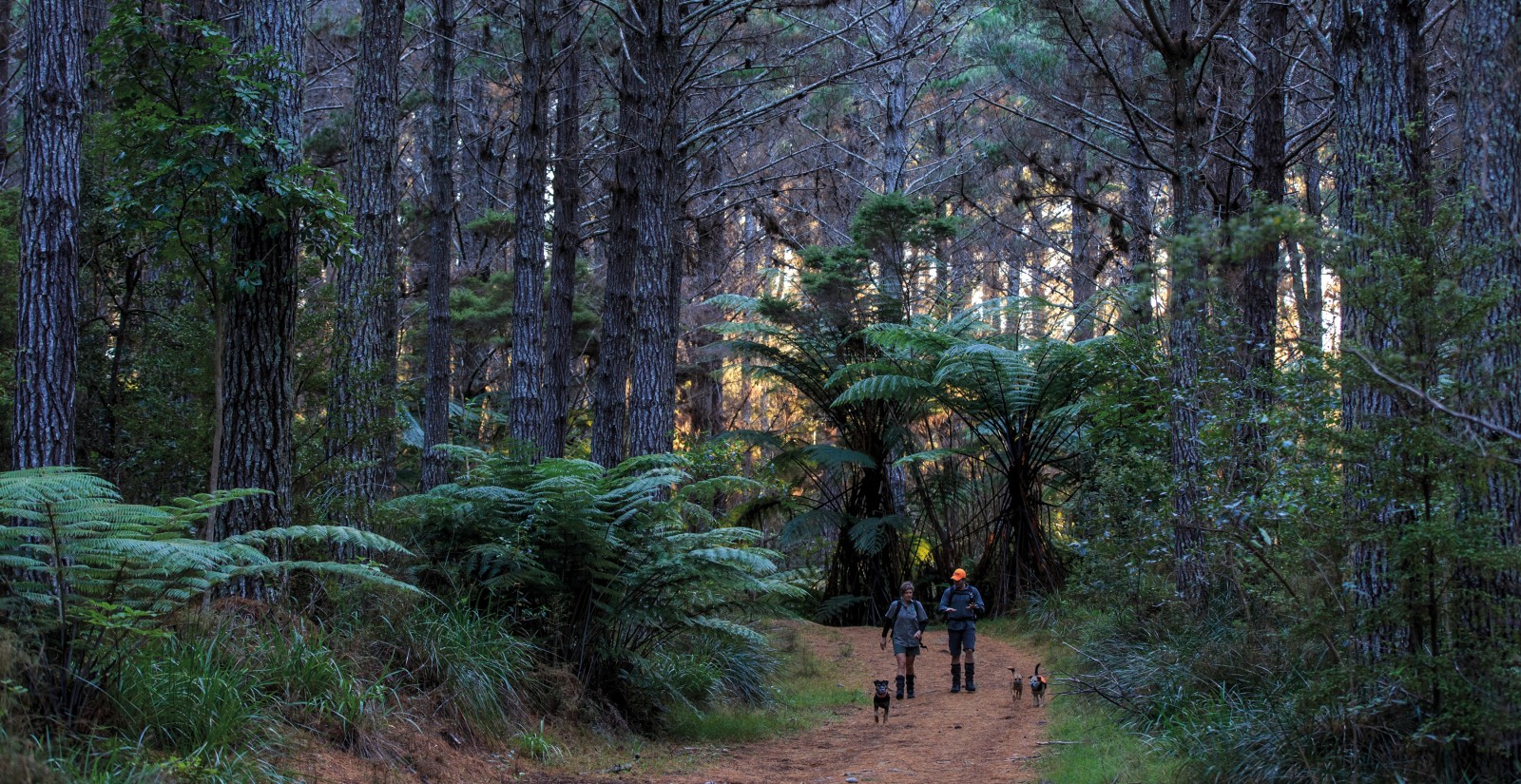 One-third of Great Mercury Island is cloaked in a canopy of a pine forest, planted in the early 1980s. Beneath blooms an understorey of native trees and shrubs. The 2014 pest eradication on the island was the first to be conducted in such a modified forest context, providing both hope and baseline data to guide programmes in similar environs on the mainland. It is backed up with a comprehensive programme of monitoring (DOC’s Conservation Dog team logged 800 kilometres surveying the island), and a network of traps and ink track-pads that wait in constant vigilance.