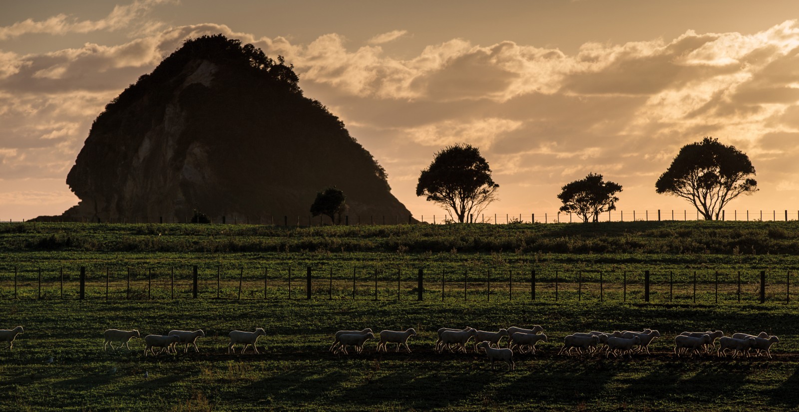 A thin seam of sand—called a tombolo—connects larger land masses at the north and south of Great Mercury Island. To the east is picturesque Coralie Bay, dominated by the haystack-shaped island Motuwharangi (pictured). Sheep graze the tombolo, where the shearing sheds and shearers’ quarters are located. (The area was also the base of operations for the DOC’s 2014 pest eradication programme.) The stock have recently returned from a hiatus on the mainland, where they were seconded to avoid the aerial bait application.