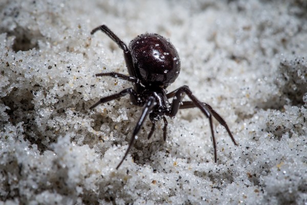 Katipō spiders