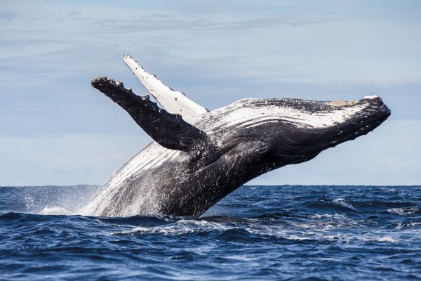 The humpback whales of Raoul Island were more erratic and unpredictable than scientists had observed on breeding grounds or other migratory corridors.