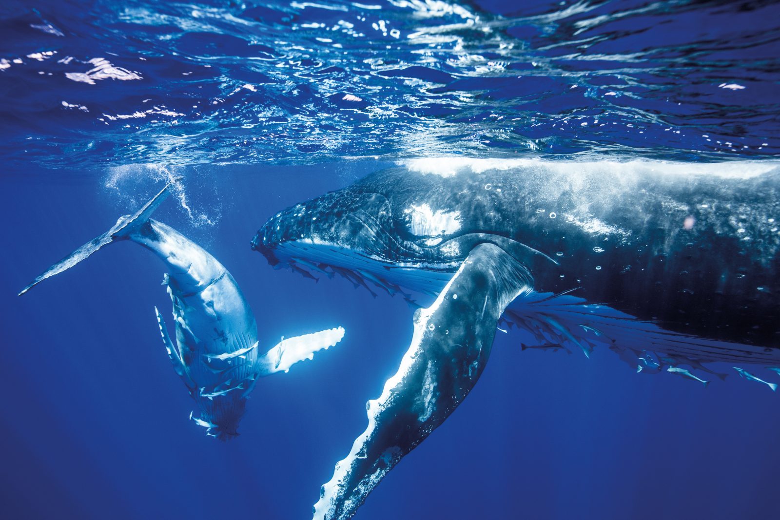 A newborn humpback calf swims with its mother in the warm breeding grounds of Vava’u in Tonga, one of the source populations of the whales observed at Raoul Island. Being dependent on a constant supply of maternal nourishment—some 200 litres per day of rich, fatty milk the consistency of cottage cheese—calves travel close beside their mothers throughout the southern migration. At Raoul scientists often saw groups of two or three mother-calf pairs, travelling or socialising together.