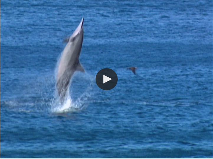 nzgeo-spinnerdolphines