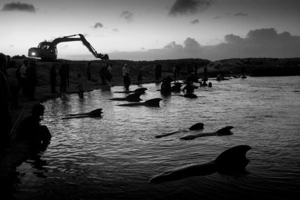 Through the night, volunteers kept watch in freezing temperatures, trying to calm the whales with their words and presence. Many volunteers built close emotional bonds with their charges, giving each a name—often those of loved family members. In the morning, the whales were loaded onto six trucks packed with sand and hay, then driven 50 kilometres south on winding, sometimes unsealed roads to sheltered Rarawa Beach. Here sea conditions were calmer, and a refloat could be attempted.