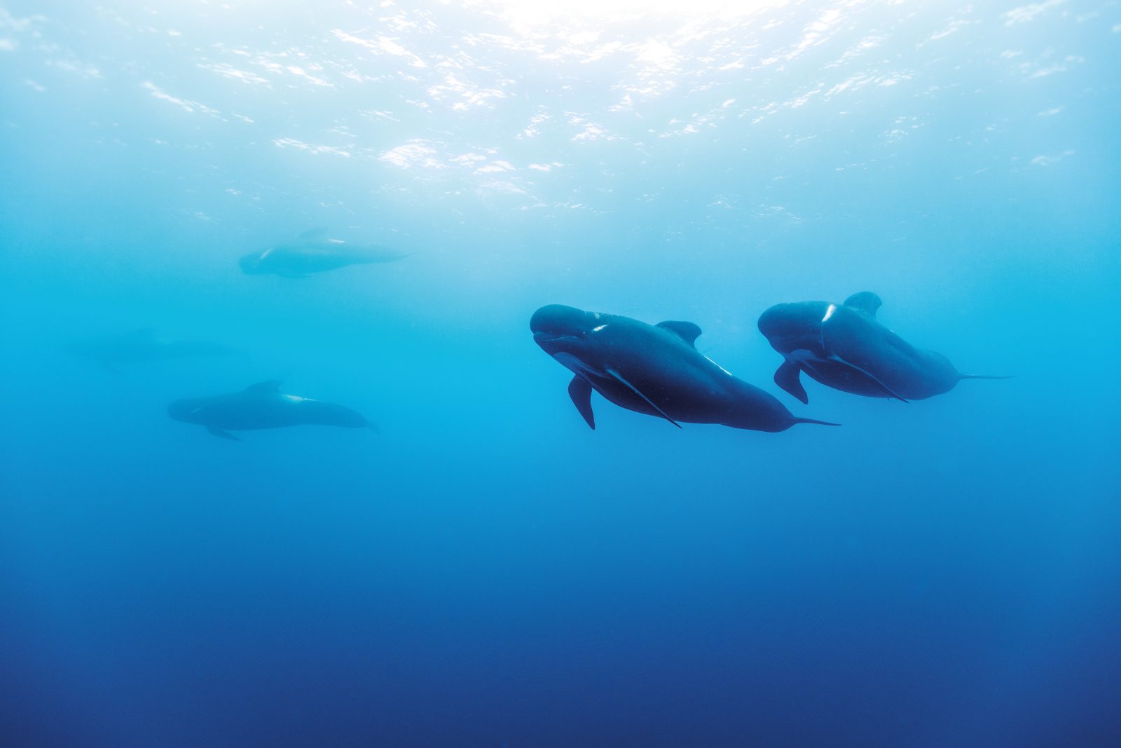 Long-finned pilot whales are an integral part of New Zealand’s coastal waters, but in the North Island they tend to be seen 10 kilometres or more offshore where water temperatures are around 20ºC. They feed at night, and during the day they rest, travelling slowly and socialising in pods of about 30 individuals. Many pods may travel in close proximity, forming loosely connected “super-pods” of up to 1000 animals. 