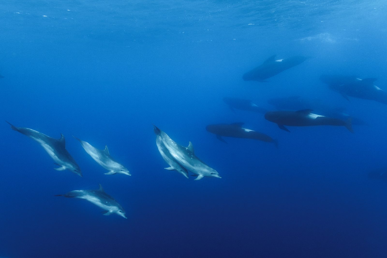 Dozens Of Pilot Whales Die In New Zealand's 3rd Mass Stranding In A Week