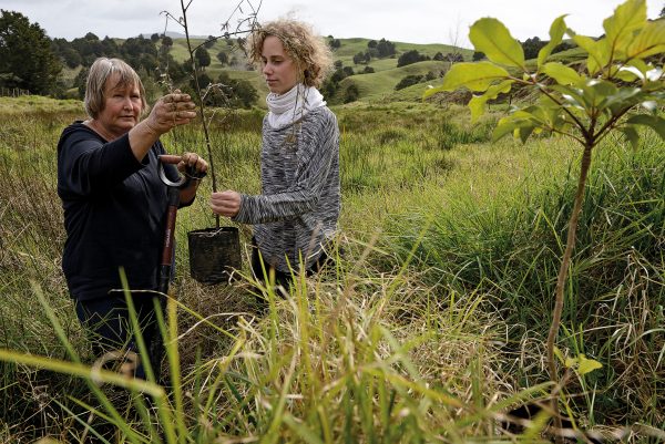 142_Swamp-Kauri_08 Environmentalist Fiona Furrell (left) plants a kahikatea in a wetland on her own farm near Whangarei. She’s tireless in her campaign to stop swamp kauri mining in the north. “We are having an impact—but we’re still not protecting the wetlands,” Furrell says. “They’re amazing places and they’re thousands of years in the making, and these diggers destroy them like pulling the plug out of a bath.”