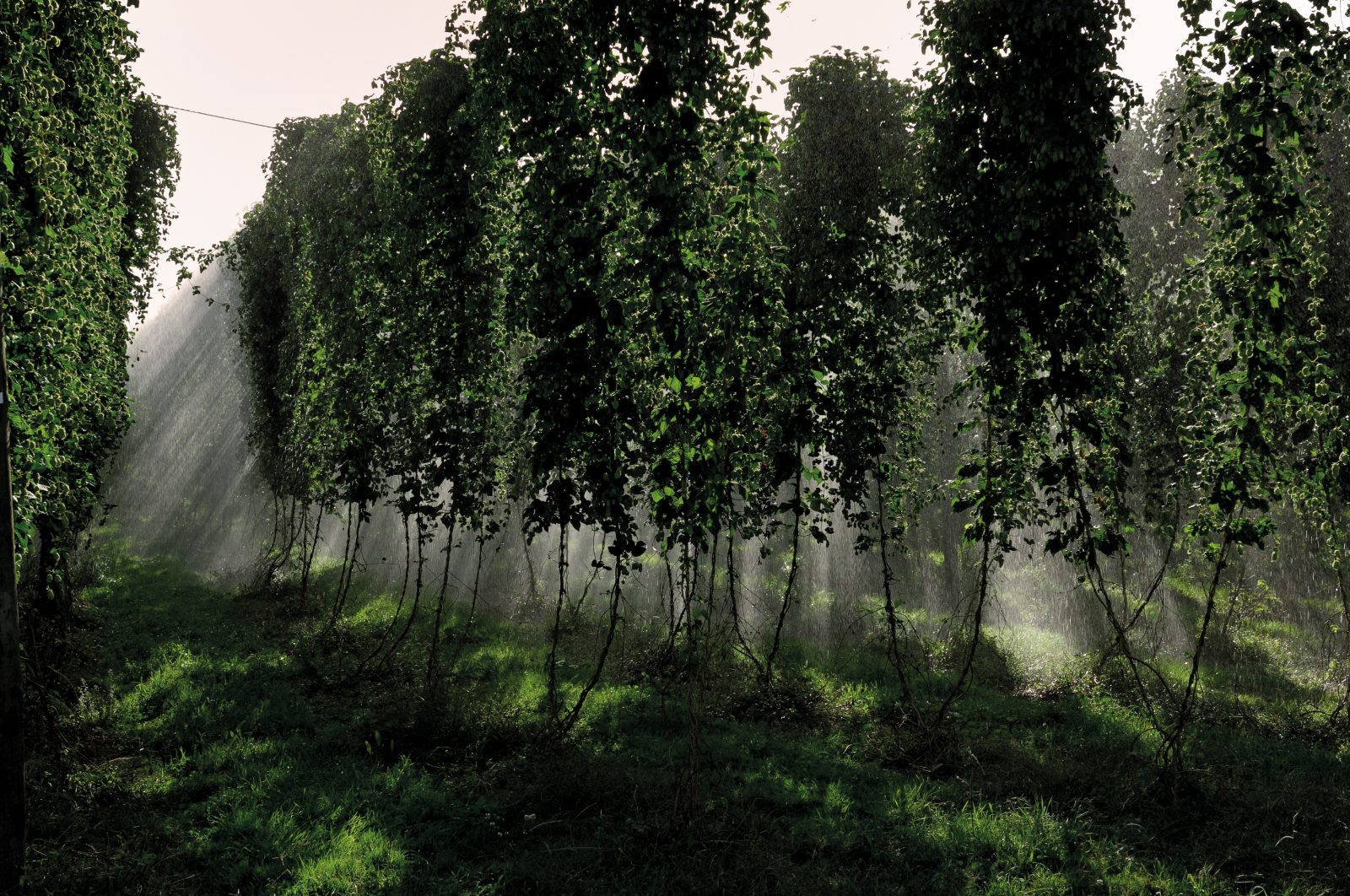 Hops are irrigated shortly before harvest at the farm of Ian and Joss Thorn in Motueka, a family owned property since 1928. Like other growers in the region, they supply hops to the New Zealand Hops cooperative, which exports more than 80 per cent of the product, the rest going into local beer production.