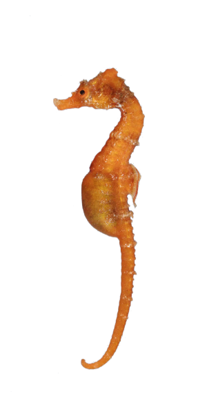 Kermadec Seahorse Te Papa