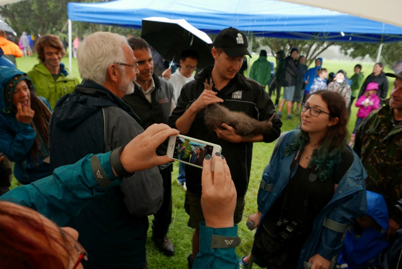 Several hundred Aucklanders came to Shakespear Regional Park on Saturday, April 29 to meet the new birds on the block: 20 little spotted kiwi.