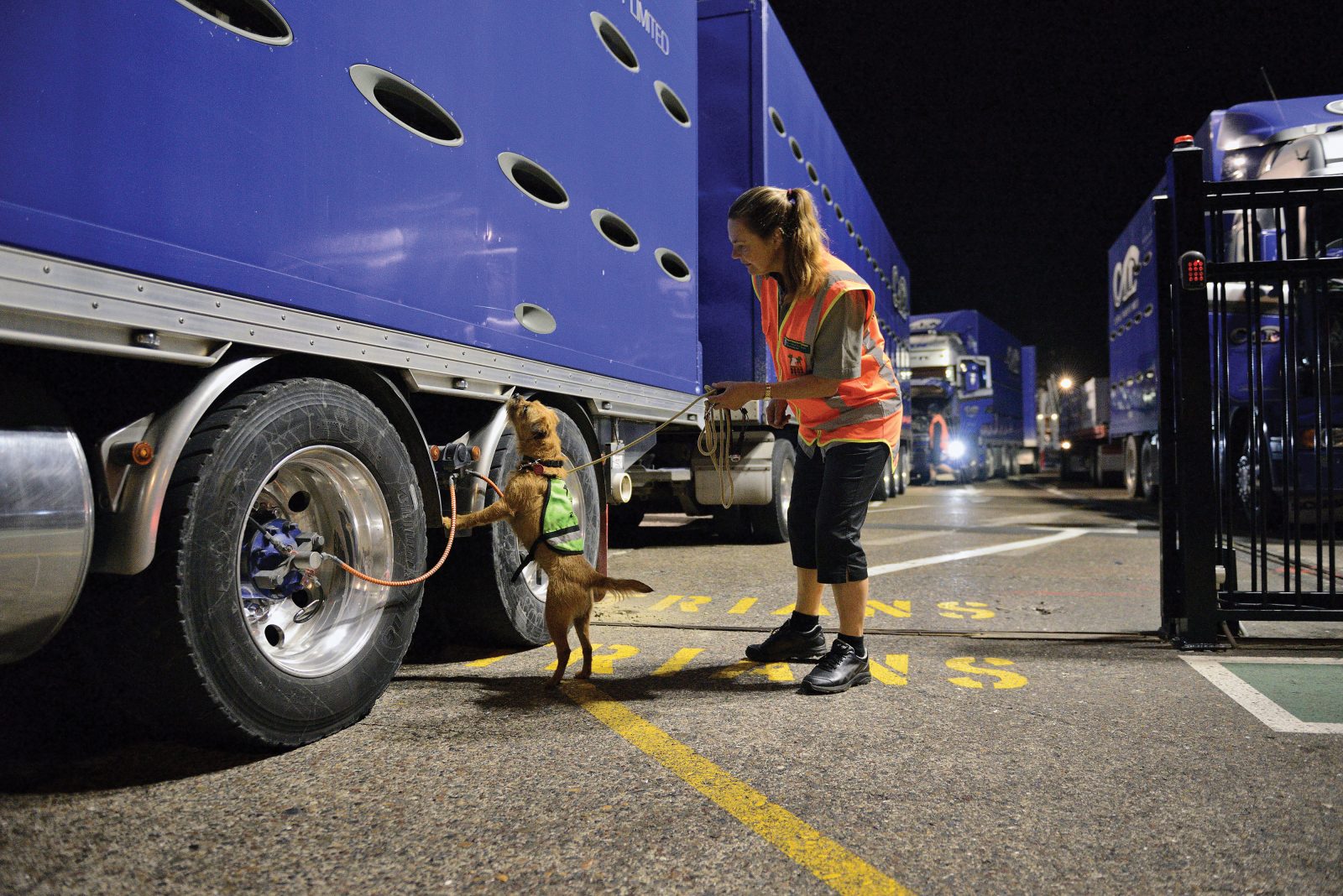 149_Conservation_Dogs_06