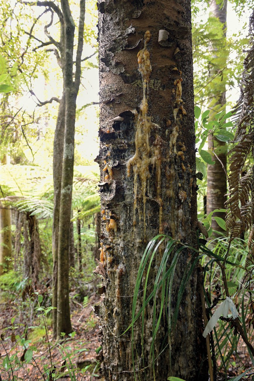 149_Kauri_Dieback_01