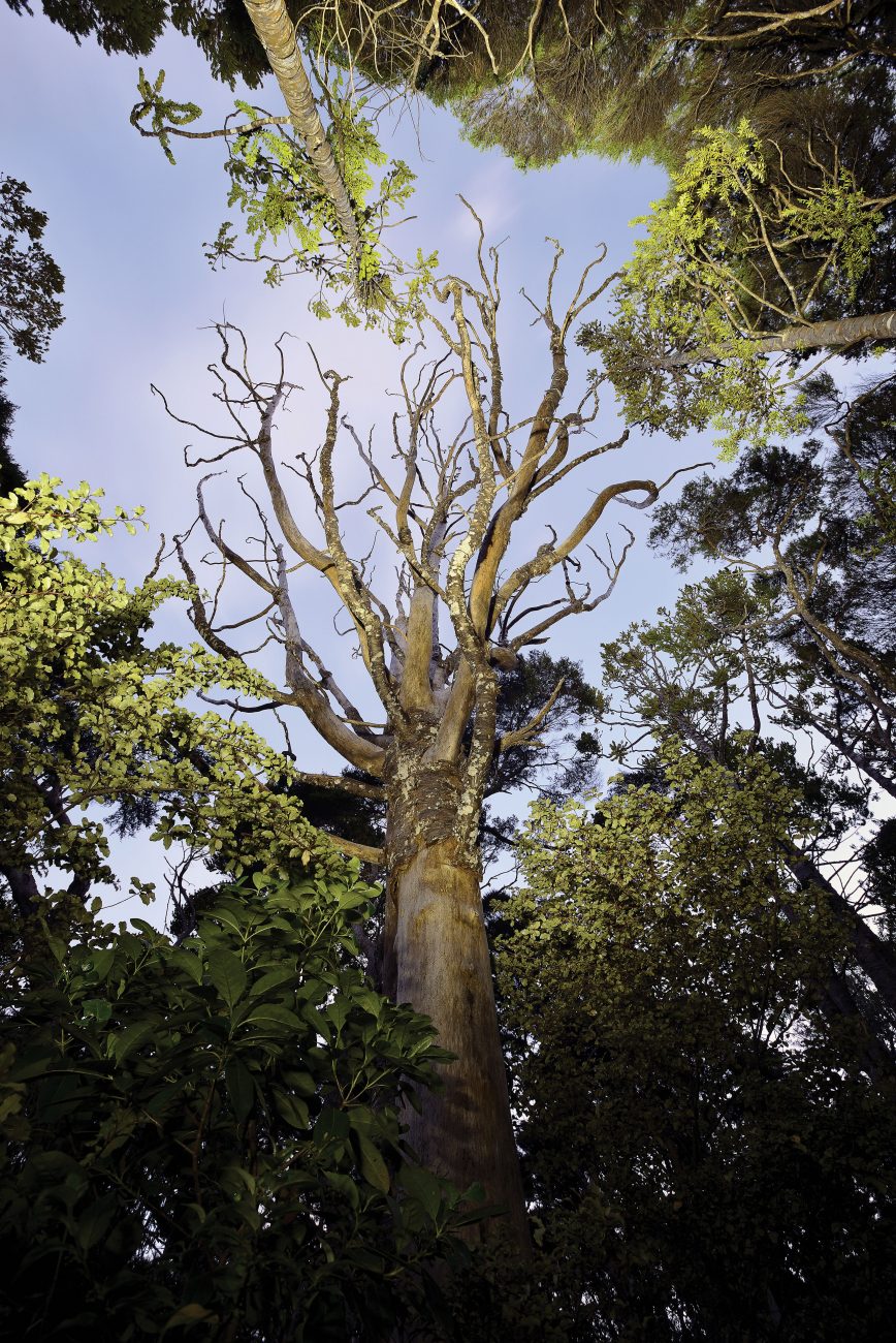 149_Kauri_Dieback_02