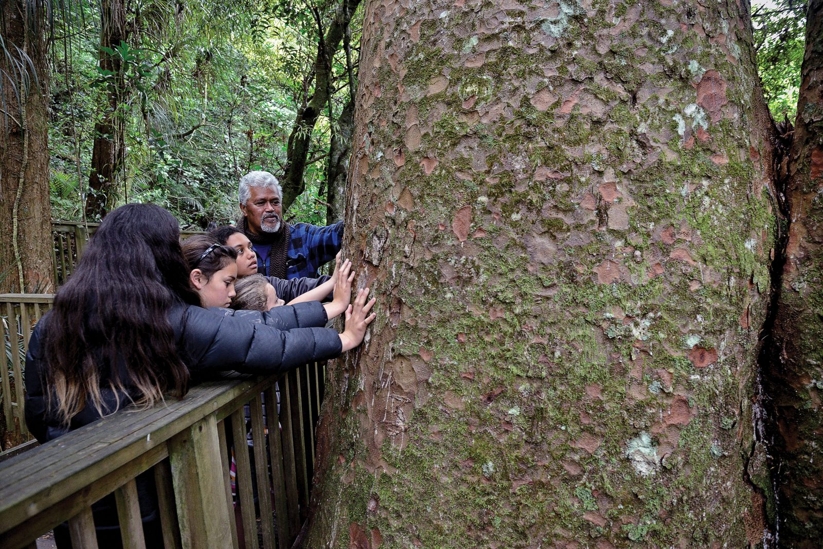 149_Kauri_Dieback_14