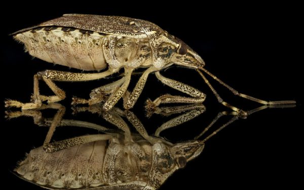 Samurai Bug The samurai wasp and the stink bug | New Zealand Geographic