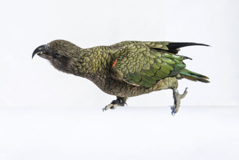 151_kea_header