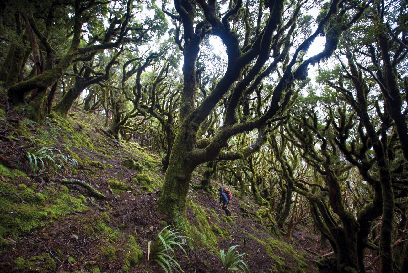 NZGeo153_Paparoa_10