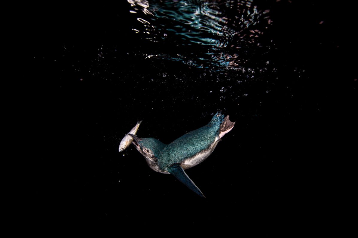 158_Little_Blue_Penguin_Header