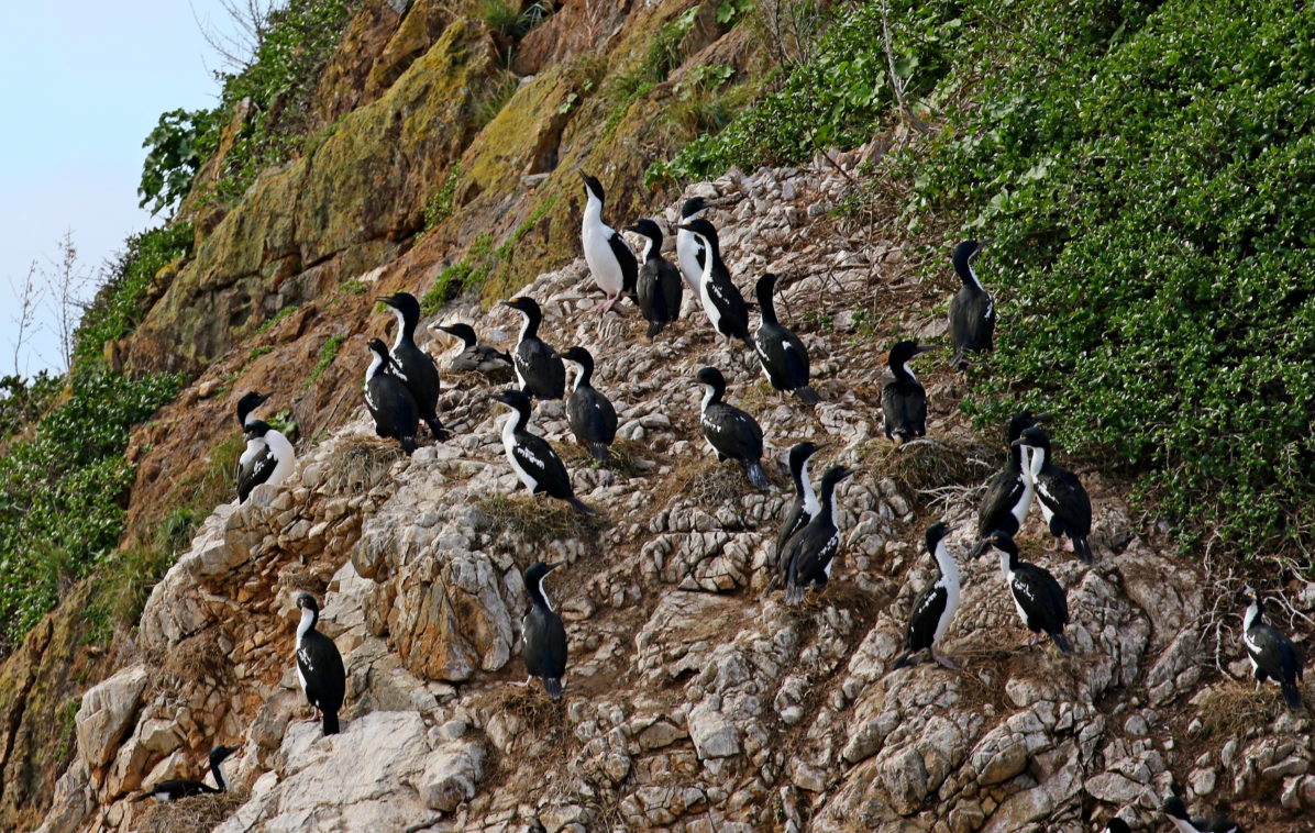 King shag at the Trio Islands