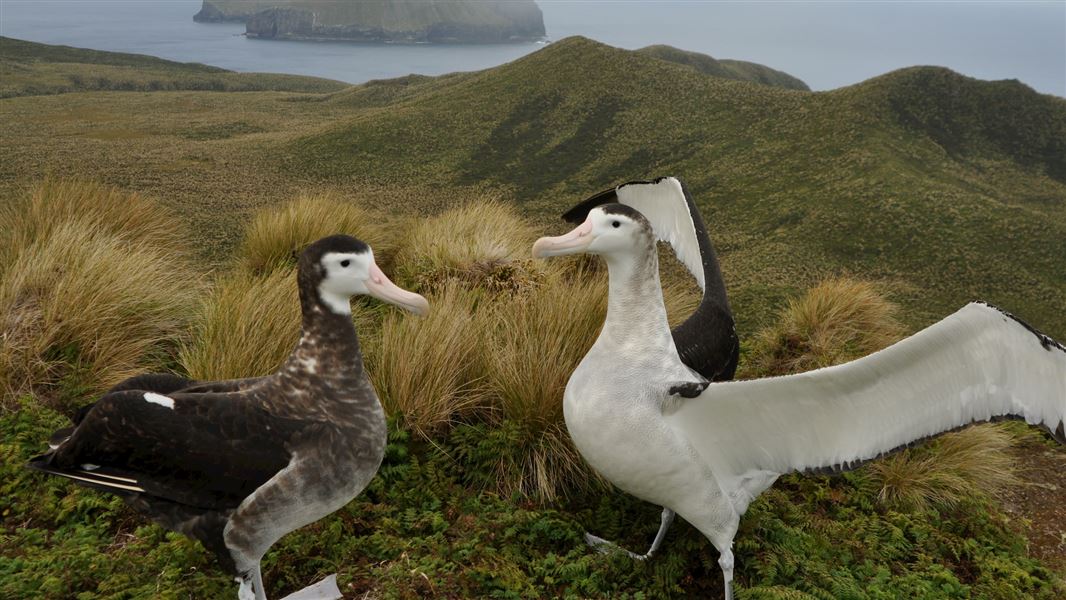 antipodean-wandering-albatross_kath-walks-1920