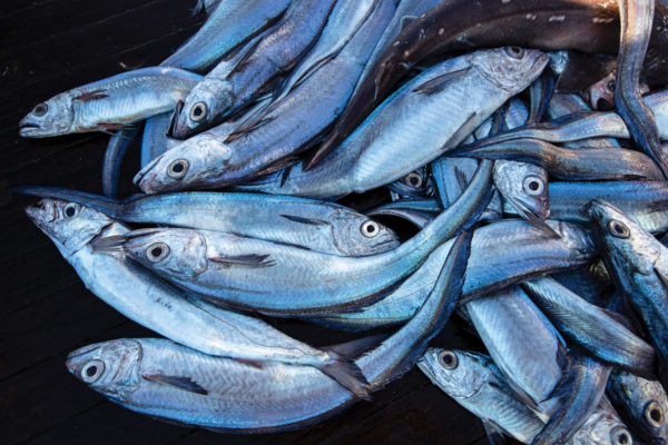 When fishing for live bait. Caught what I assume is a pilchard. I've never  seen a pilchard alive before. Beautiful colours! : r/Fishing