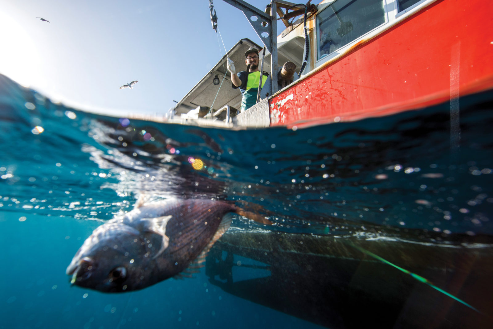 Polystyrene Fishing Float Pulled Underwater Stock Image - Image of