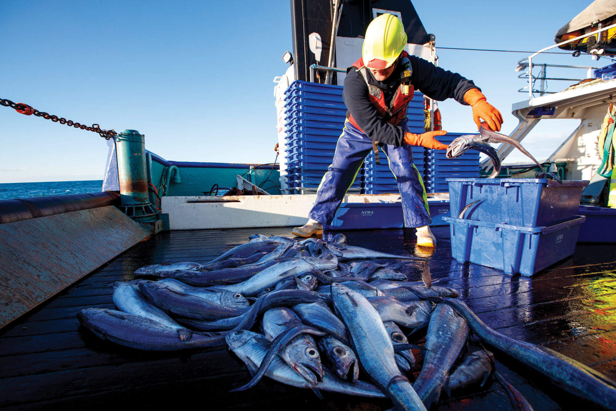 The price of fish  New Zealand Geographic