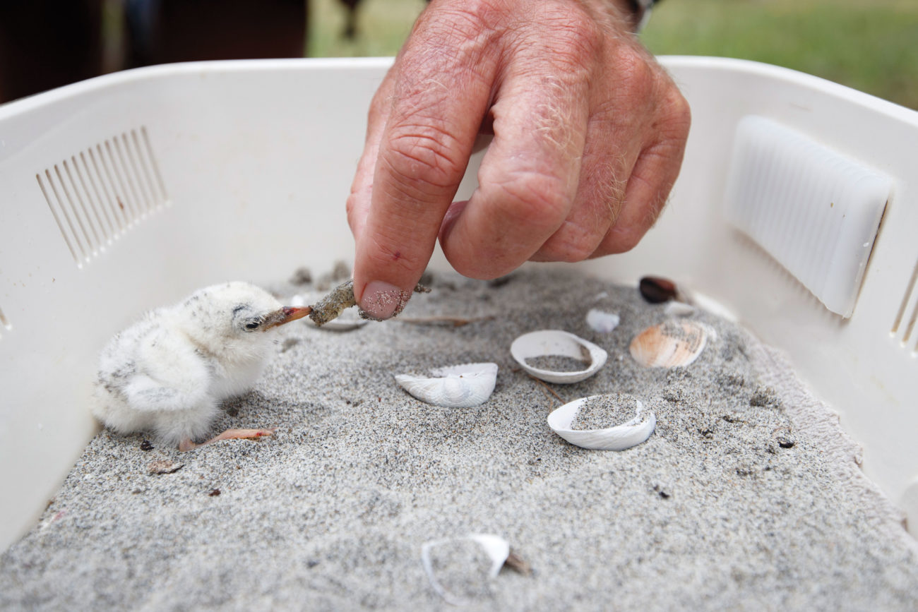 162_fairyterns_09